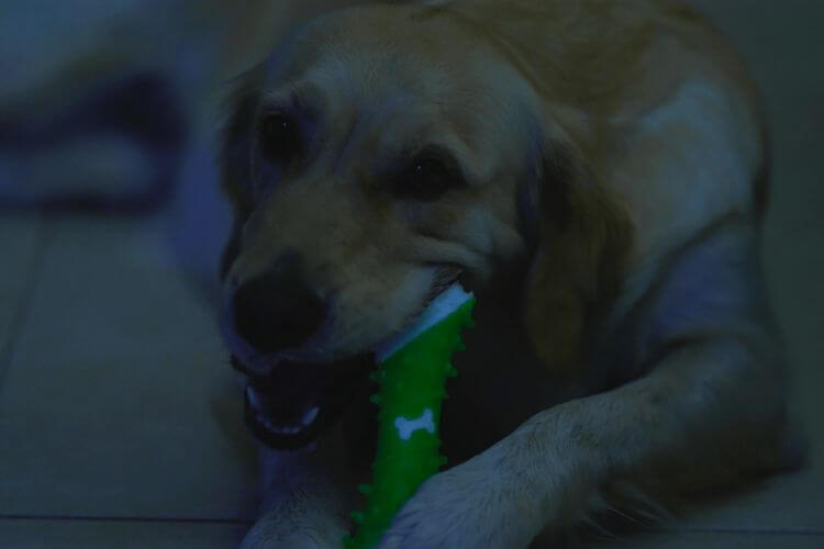 Film still from That Also Breathes, selected for the 9th Mostra Animal